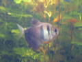 Black Tetra 黑裙

(學名: Gymnocorymbus ternetzi)