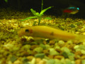 Golden Algae Eater 金清道夫

(學名: Gyrinocheilus aymonieri)
