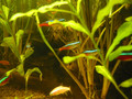 Neon Tetra 紅蓮燈

(學名:Paracheirodon innesi)