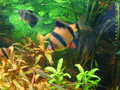 Tiger Barb 四間

(學名:Capoeta tetrazona)