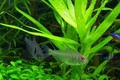 Lemon Tetra