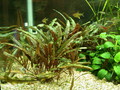 Cryptocoryne beckettii