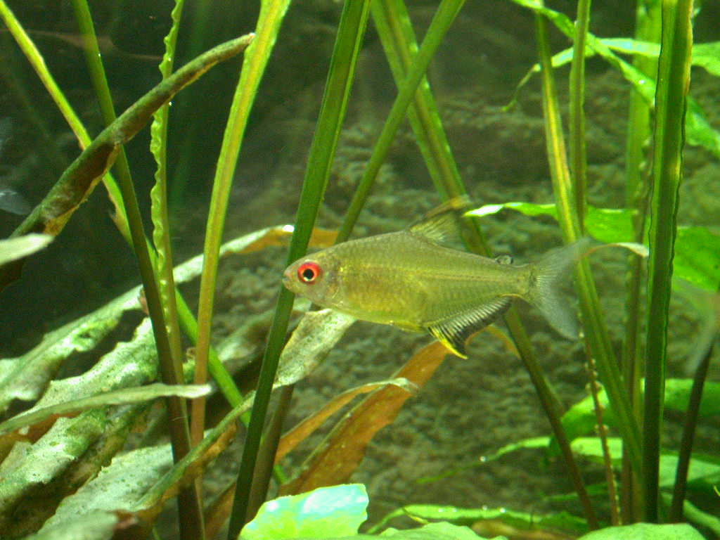 Lemon tetra
(Hyphessobrycon pulchripinnis)