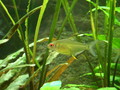 Lemon tetra
(Hyphessobrycon pulchripinnis)