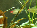 Red-nose tetra
(Hemigrammus rhodostomus)