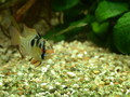 Butterfly cichlid -- male
(Papiliochromis ramirezi)