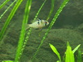 Butterfly cichlid -- female
(Papiliochromis ramirezi)