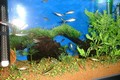 My Fish Tank_1