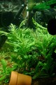 My Fish Tank_2