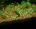 My Fish Tank_3