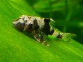 Parotocinclus sp.