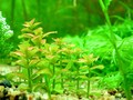 紅色小圓葉【Rotala.sp】