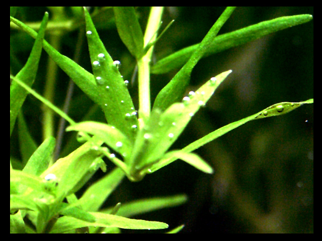 Rotala Rotundifolia Green