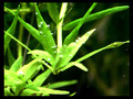 Rotala Rotundifolia Green