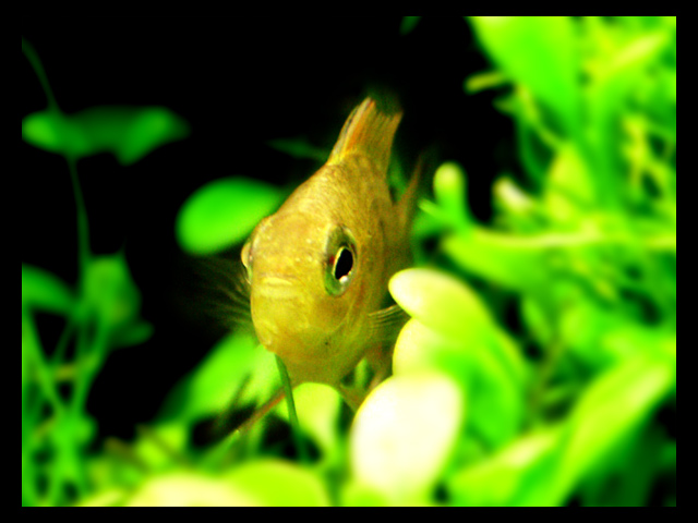 fish_03