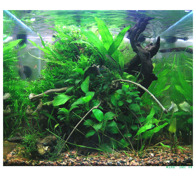 developed nano tank