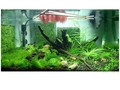 shrimp tank