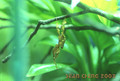 Ghost mantid nymph (Phyllocrania paradoxa) from Africa. Hanging up side down on a tree branch like a dead leaf.