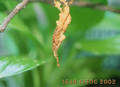 Ghost mantid? Dead leaf?