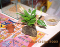 The potted plant is transfered to the lava rock.