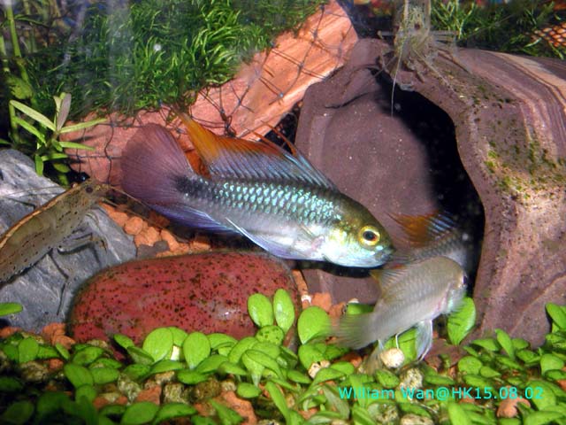 trifasciata_150802