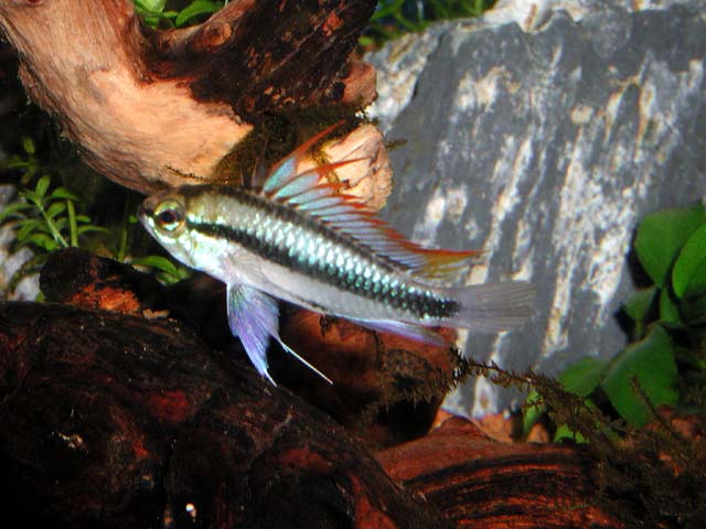 trifasciata