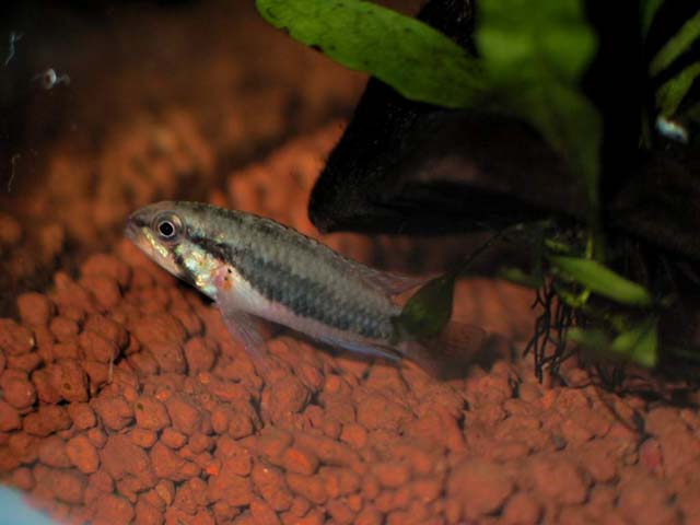 A Diplotaenia Female 02