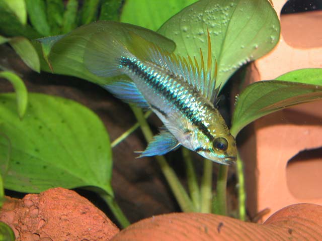 Trifasciata 1