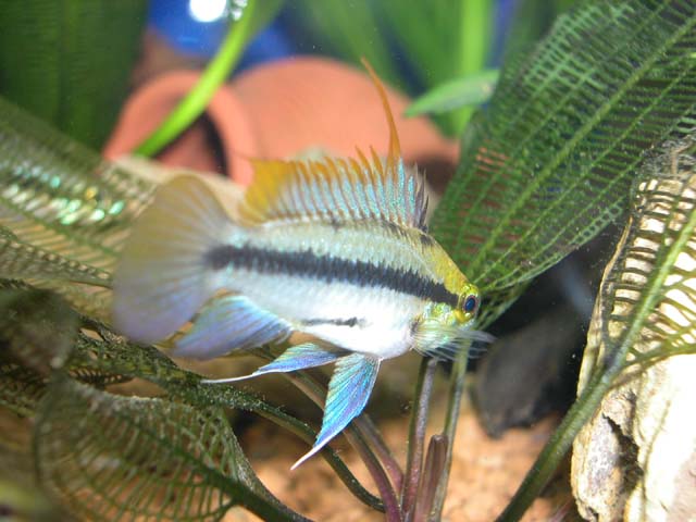 Trifasciata 3