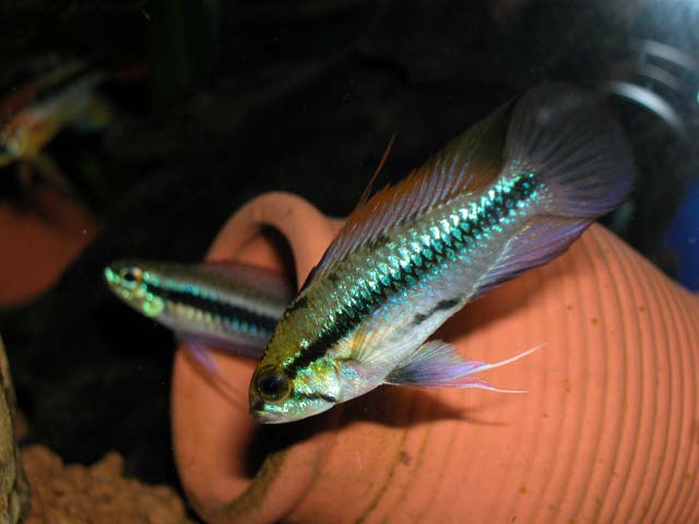 Trifasciata 15