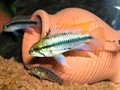 Trifasciata 17