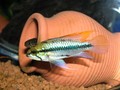 Trifasciata 18