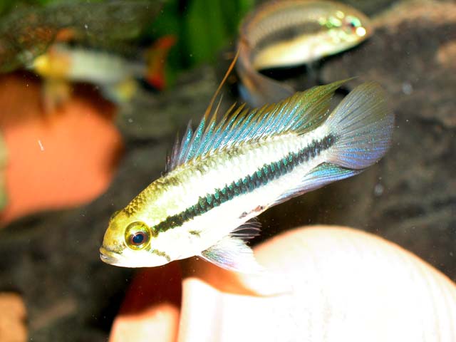 Trifasciata 24