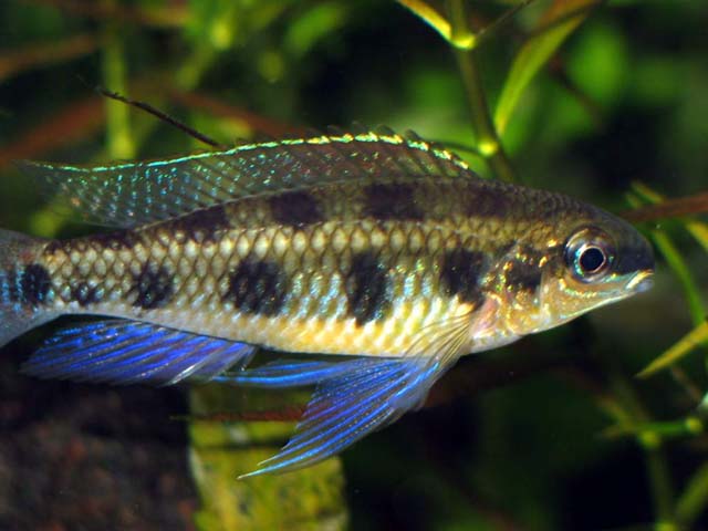 Dicrossus Maculatus  09