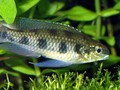 Dicrossus Maculatus  12