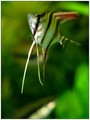 Pterophyllum Altum 04