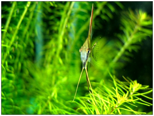 Pterophyllum Altum 00