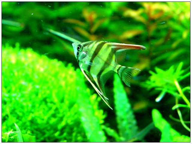 Pterophyllum Altum 01