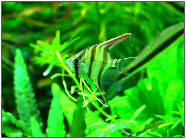 Pterophyllum Altum 03