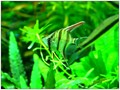 Pterophyllum Altum 03