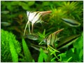 Pterophyllum Altum 05