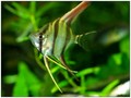 Pterophyllum Altum 06