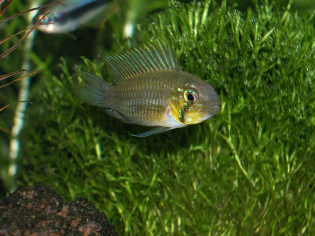 Gibbiceps 5