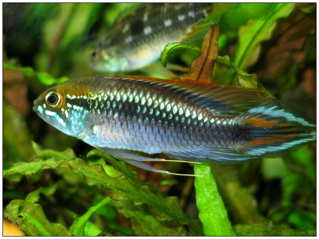 A Agassizii 01