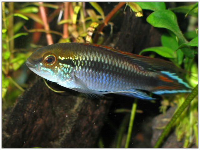 A Agassizii 05