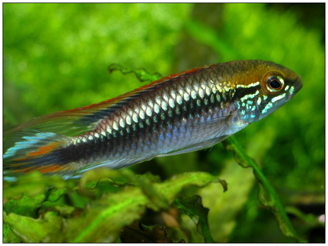 A Agassizii 06