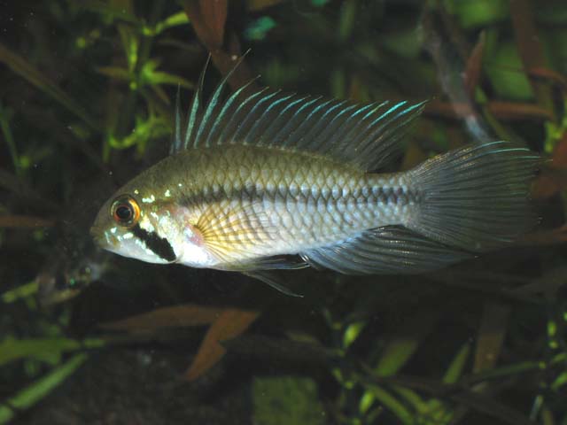 A. Gibbiceps 09