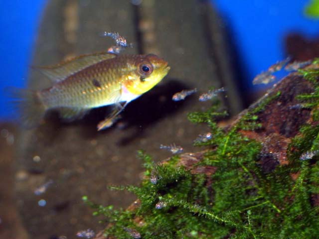 A Pulcha Blue Female 01