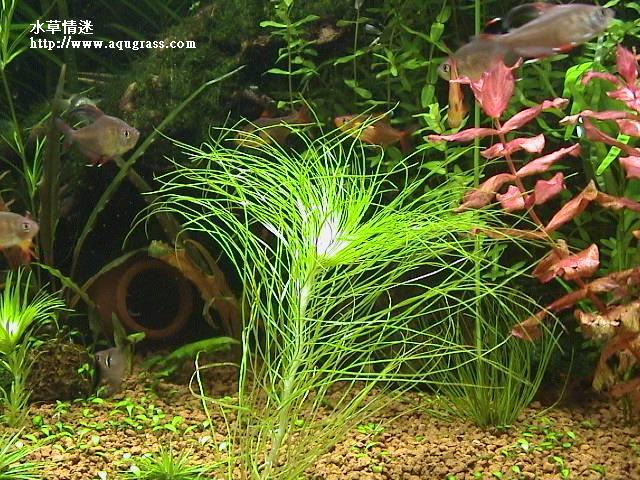 大細葉太陽