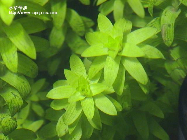 寬葉太陽